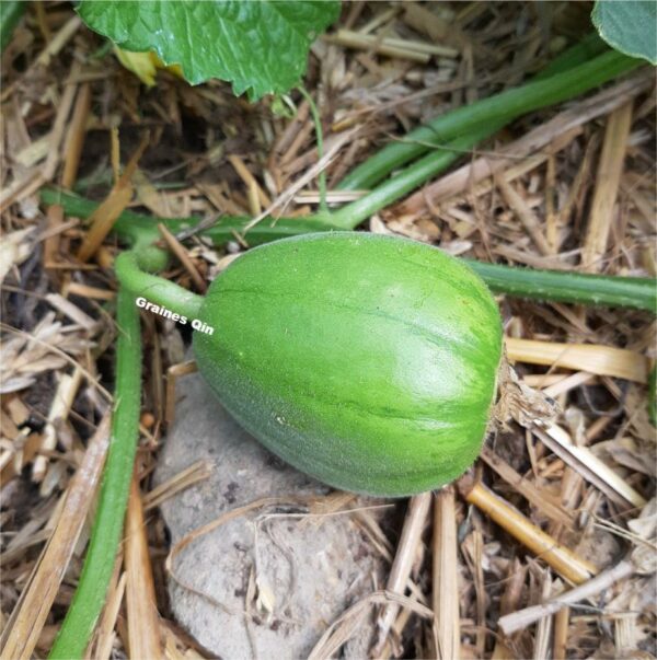 Un melon boule d'or en train de pousser