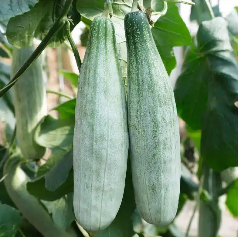 2 melons asiatiques yang jiao mi sur le plant
