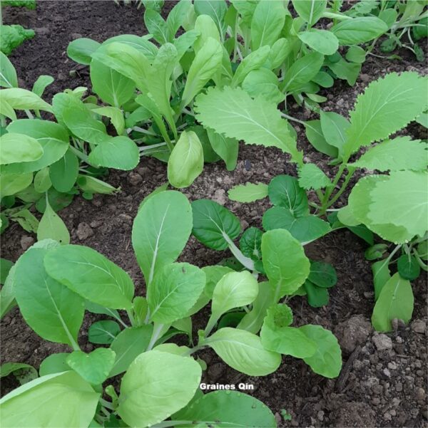 Les jeunes pousses des variétés de mesclun asiatique au potager