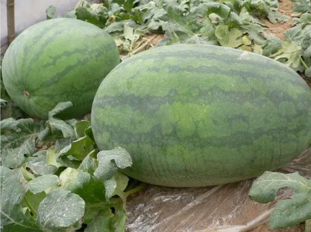 Deux grosses pastèques au potager