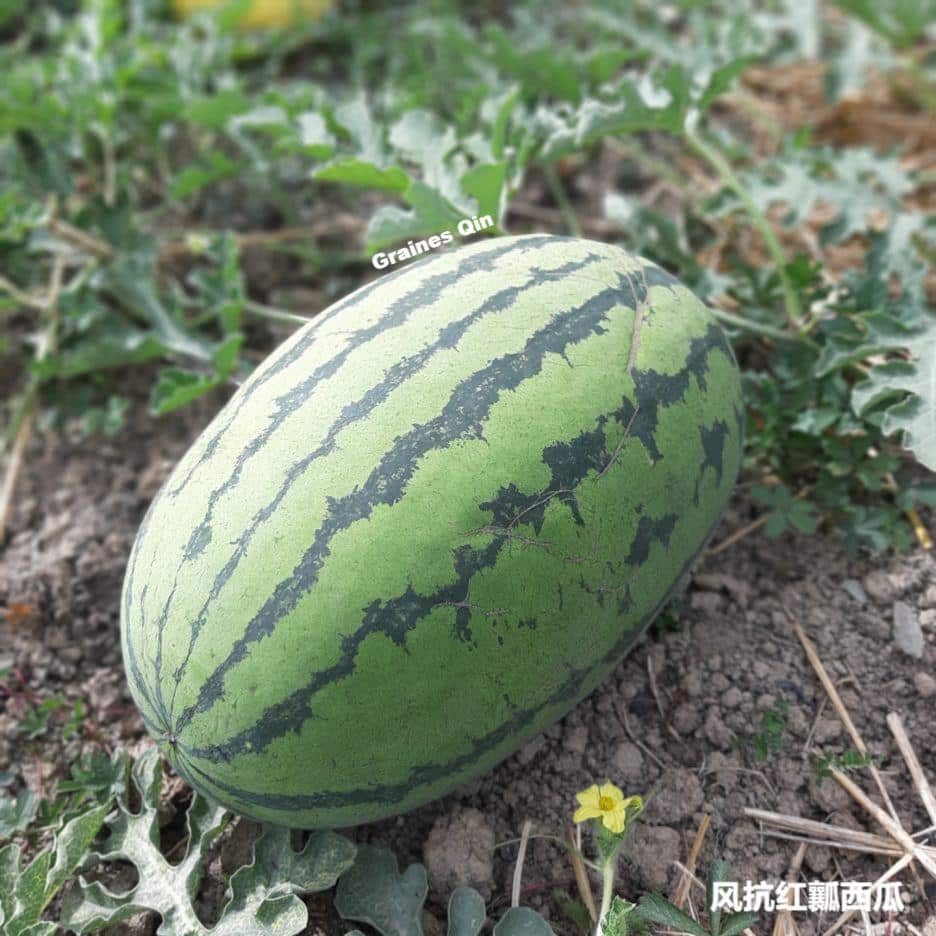 la culture de pastèque Feng Kang