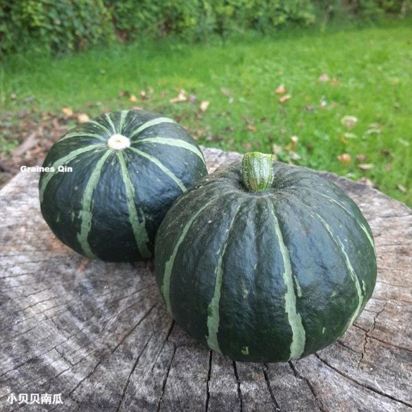 Deux potimarrons vert Hokkaido après récolte