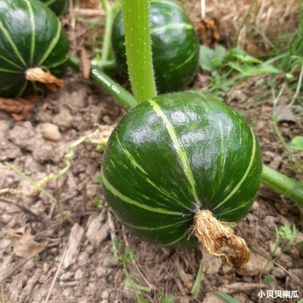 Un jeune potimarron vert sur la tige