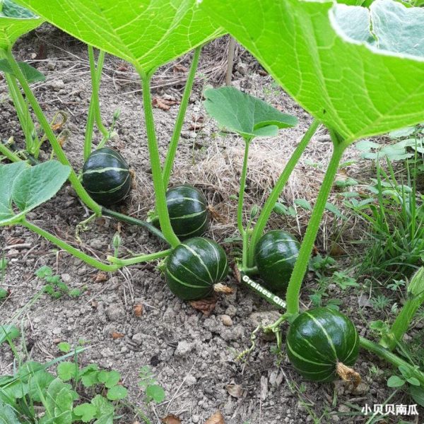 Les fruits du potimmaron vert hokkaido en culture