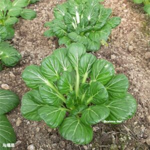 chou tatsoi