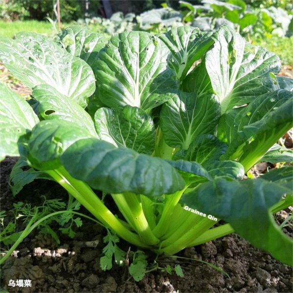 Chou tatsoi cultivé au potager