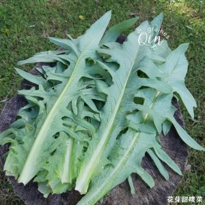 les grandes feuilles de laitue chinoise tian mai tsai après récolte