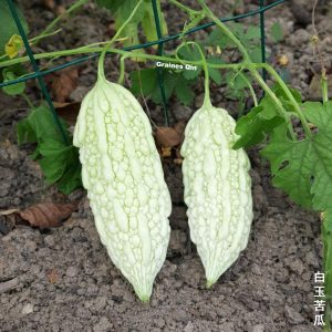 2 margoses blanches longues poussent au sol