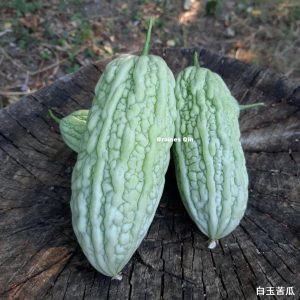 margose blanche Belle Blanche après récolte