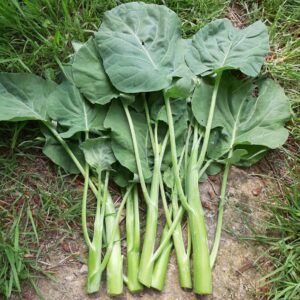 GRAINES DE BROCOLI CHINOIS