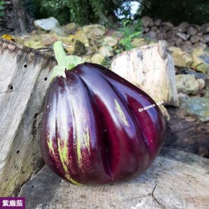 Aubergine noire cotelée