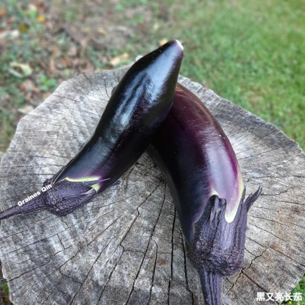 Aubergine longue noire