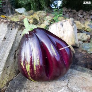 aubergine noire côtelée