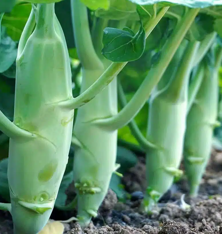Brocoli chinois à cuisse de poulet
