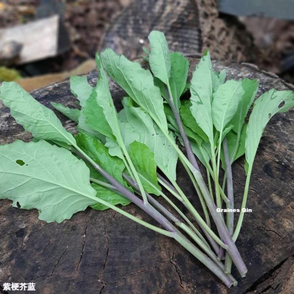 Brocoli chinois kai lan à tiges violettes