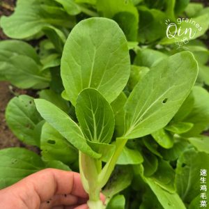 une belle plante de chou pak choï shanghai quick
