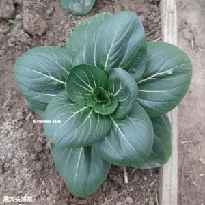 Chou Pak Choi Tête Noire en culture d'automne
