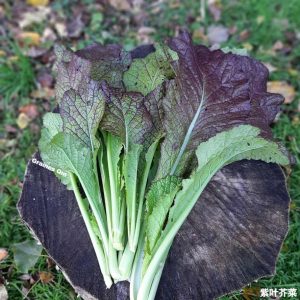 Les feuilles de moutarde rouge