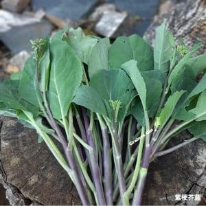 Brocoli chinois Kai Lan à tiges violettes