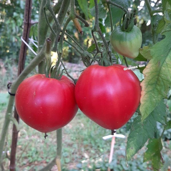 Tomate Coeur de Boeuf rouge