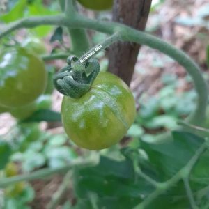 Tomate cerise verte Green Doctor's Frosted