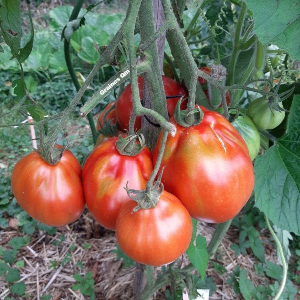 Tomate Liguria