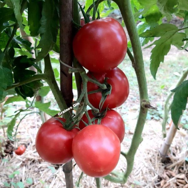 Tomate Rose de Berne