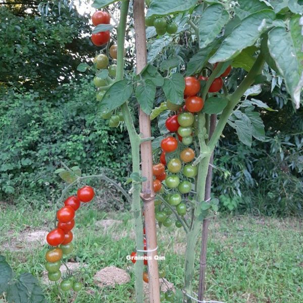 Tomate cerise Gardener's Delight