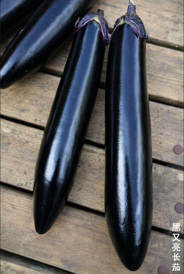 aubergine longue noire après récolte