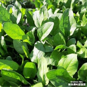 Epinard vert Green Thaï en culture d'automne