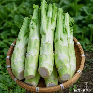 récolte de la moutarde asperge Bang Tsaï / moutarde chinoise