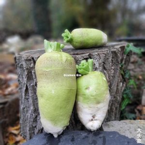 moutarde rave à grosse racine après récolte