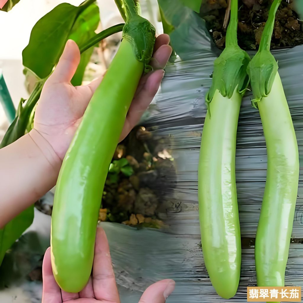 beaux fruits de l'aubergine thaï long green