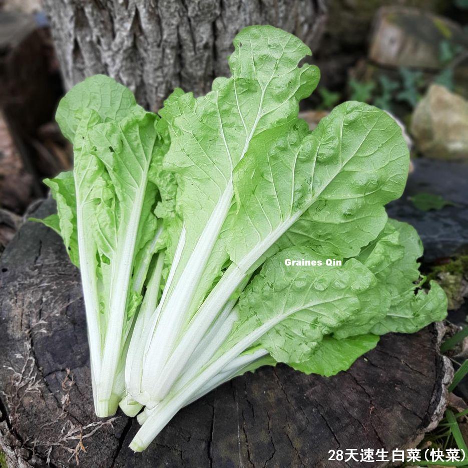 chou chinois quick choy 28 jours après récolte
