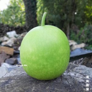 une belle gourde calebasse ronde