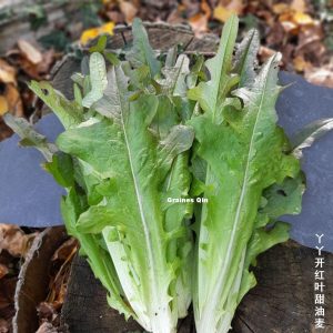 récolte des plants adultes de la laitue yu mai tsai rouge ya ya red