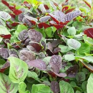 mélange d'amarantes au potager