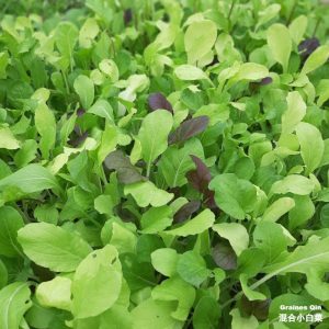 mesclun chinois composant du chou pak choï en culture