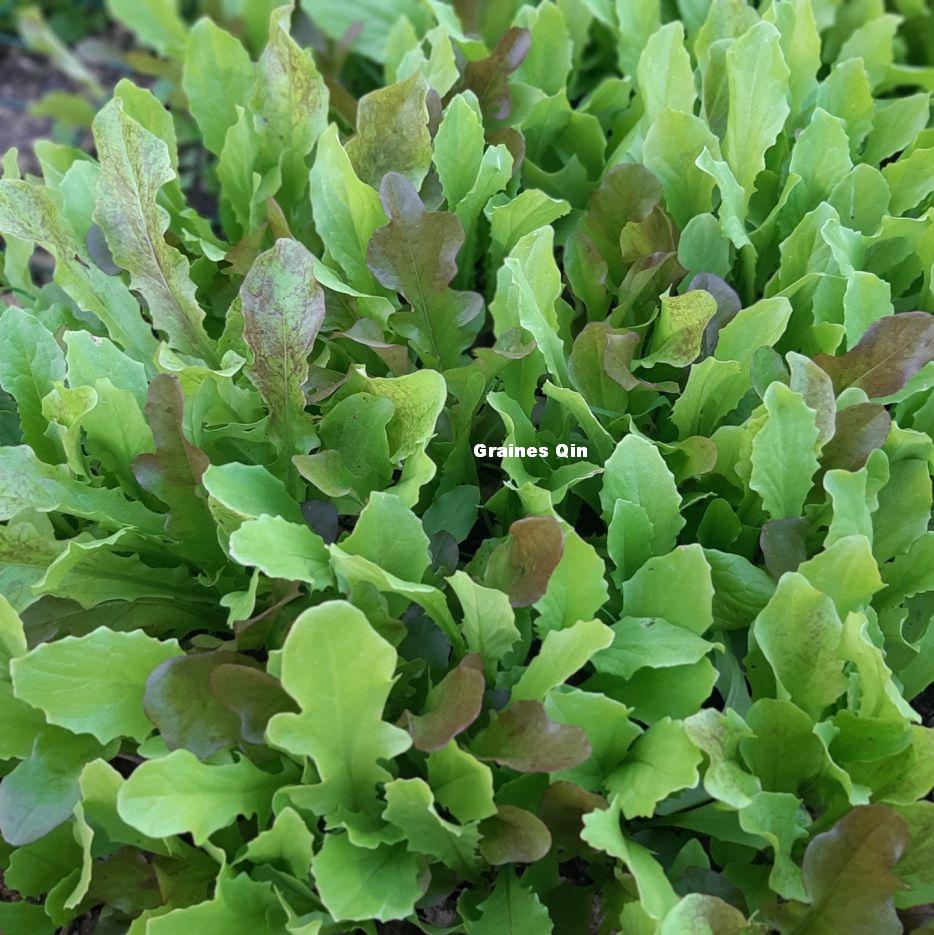 mesclun de laitues chinoises au stade jeune, formant une couverture dense et homogène au potager