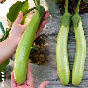 Aubergine Thaï Long Green