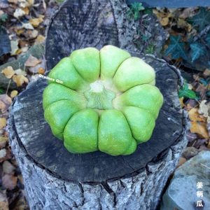 un jeune fruit de la courge musquée de Chine Jiang Bing