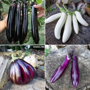 mélange d'aubergines graines qin à 4 variétés