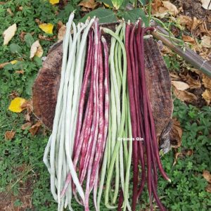 belle récolte de haricots kilomètres à rames multicolores