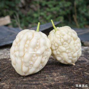 2 margose blanche pomme d'amour après récolte