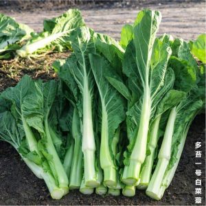 chou bok choy taï green multiplier après récolte