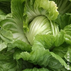 moutarde de Chine pommée en gros plan