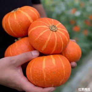 Potimarron Red Honey