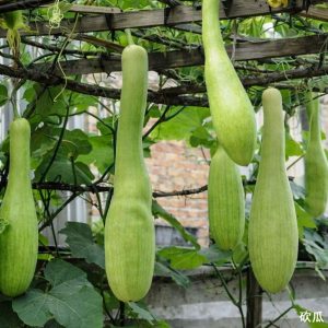 courge chinoise kangua en culture