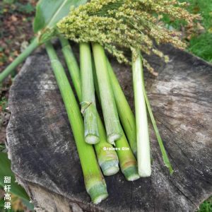 sorgho sucré ou sorgho à sucre