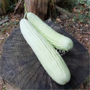 concombre arménien ou concombre d'Arménie (Cucumis melo var. flexuosus)